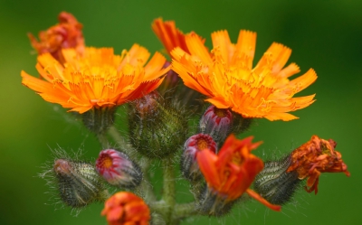 <i class='fa fa-user'></i>&nbsp;plaatjesmaker&nbsp;|  Oranje Havikskruid&nbsp; <i class='fa fa-eye'>&nbsp;88</i> &nbsp; <i class='fa fa-comment-o'>&nbsp;3</i>