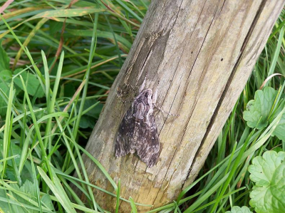 Toevallig kwamen we deze vlinder tegen op 1 van de vele perenbomen die langs de wegen staan hier.

De compositie is niet helemaal van dit...