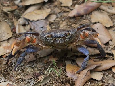 <i class='fa fa-user'></i>&nbsp;honderwa&nbsp;|  Potamon potamios&nbsp; <i class='fa fa-eye'>&nbsp;94</i> &nbsp; <i class='fa fa-comment-o'>&nbsp;1</i>