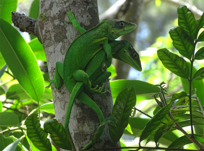 <i class='fa fa-user'></i>&nbsp;Dorus Duits&nbsp;|  Ridderanolis&nbsp; <i class='fa fa-eye'>&nbsp;80</i> &nbsp; <i class='fa fa-comment-o'>&nbsp;2</i>