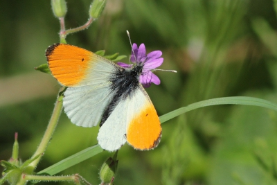 <i class='fa fa-user'></i>&nbsp;groenvogel57&nbsp;|  Oranjetipje&nbsp; <i class='fa fa-eye'>&nbsp;84</i> &nbsp; <i class='fa fa-comment-o'>&nbsp;1</i>