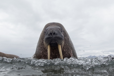 <i class='fa fa-user'></i>&nbsp;Arjen Drost&nbsp;|  Walrus&nbsp; <i class='fa fa-eye'>&nbsp;192</i> &nbsp;<i class='fa fa-thumbs-up'>&nbsp;8</i> &nbsp; <i class='fa fa-comment-o'>&nbsp;9</i>