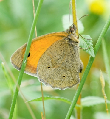 <i class='fa fa-user'></i>&nbsp;plaatjesmaker&nbsp;|  Bruin Zandoogje&nbsp; <i class='fa fa-eye'>&nbsp;72</i> &nbsp; <i class='fa fa-comment-o'>&nbsp;2</i>