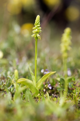 <i class='fa fa-user'></i>&nbsp;B Possen&nbsp;|  Honingorchis&nbsp; <i class='fa fa-eye'>&nbsp;98</i> &nbsp; <i class='fa fa-comment-o'>&nbsp;3</i>