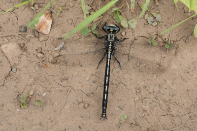 <i class='fa fa-user'></i>&nbsp;Jan Luit&nbsp;|  Gomphus spicatus&nbsp; <i class='fa fa-eye'>&nbsp;92</i> &nbsp; <i class='fa fa-comment-o'>&nbsp;5</i>
