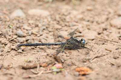 <i class='fa fa-user'></i>&nbsp;Jan Luit&nbsp;|  Gomphus spicatus&nbsp; <i class='fa fa-eye'>&nbsp;87</i> &nbsp; <i class='fa fa-comment-o'>&nbsp;0</i>