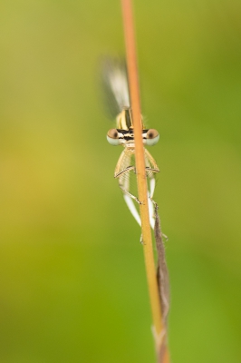 <i class='fa fa-user'></i>&nbsp;margriet&nbsp;|  Blauwe Breedscheenjuffer&nbsp; <i class='fa fa-eye'>&nbsp;94</i> &nbsp; <i class='fa fa-comment-o'>&nbsp;4</i>