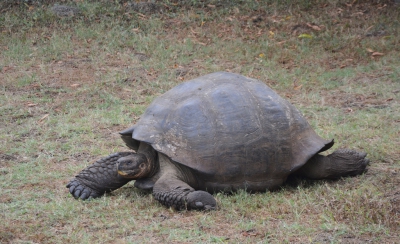 <i class='fa fa-user'></i>&nbsp;ko katsman&nbsp;|  Galapagosreuzenschildpad&nbsp; <i class='fa fa-eye'>&nbsp;88</i> &nbsp; <i class='fa fa-comment-o'>&nbsp;2</i>