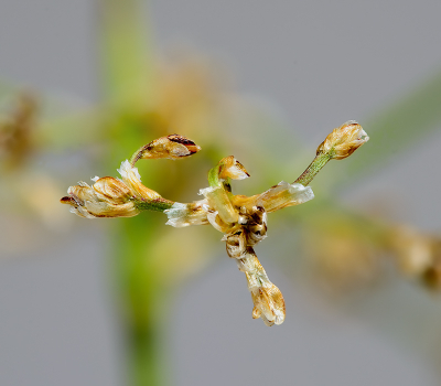 Stuk van de plant meegenomen. Op fototafel vastgezet. Toestel op macro-slede. Negen opnamen, individueel met slede scherpgetseld in live view.