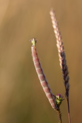 Wat me bij deze rups toch opviel was de schutkleur en positie naast de grasaar.
Tijdens mijn ochtendwandeling rond het stuwmeer gevonden;
tijdstip 8.04