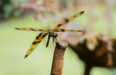 <i class='fa fa-user'></i>&nbsp;hansgans&nbsp;|  Rhyothemis graphiptera&nbsp; <i class='fa fa-eye'>&nbsp;153</i> &nbsp; <i class='fa fa-comment-o'>&nbsp;3</i>