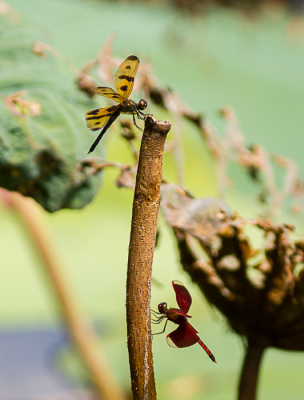 <i class='fa fa-user'></i>&nbsp;hansgans&nbsp;|  Rhyothemis graphiptera&nbsp; <i class='fa fa-eye'>&nbsp;74</i> &nbsp; <i class='fa fa-comment-o'>&nbsp;1</i>