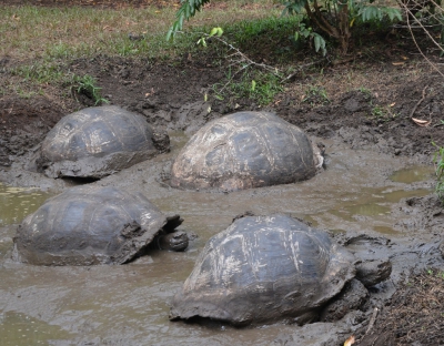 <i class='fa fa-user'></i>&nbsp;ko katsman&nbsp;|  Galapagosreuzenschildpad&nbsp; <i class='fa fa-eye'>&nbsp;80</i> &nbsp; <i class='fa fa-comment-o'>&nbsp;2</i>