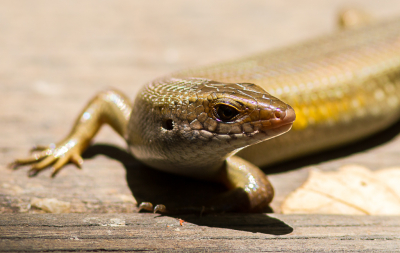 <i class='fa fa-user'></i>&nbsp;hansgans&nbsp;|  Gouden Skink&nbsp; <i class='fa fa-eye'>&nbsp;74</i> &nbsp; <i class='fa fa-comment-o'>&nbsp;1</i>