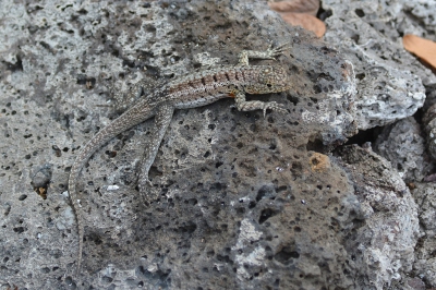 <i class='fa fa-user'></i>&nbsp;ko katsman&nbsp;|  Galapagos-lavahagedis&nbsp; <i class='fa fa-eye'>&nbsp;88</i> &nbsp; <i class='fa fa-comment-o'>&nbsp;2</i>