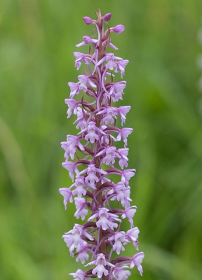 <i class='fa fa-user'></i>&nbsp;Henk van den Born&nbsp;|  Grote Muggenorchis&nbsp; <i class='fa fa-eye'>&nbsp;83</i> &nbsp; <i class='fa fa-comment-o'>&nbsp;3</i>