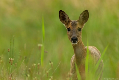 Richting uitgang van het natuurgebied zag ik opeens een ree mijn kant oplopen. Toen een paar stappen achteruit gelopen en op mijn knieen vescholen achter het hoge gras wachten tot dat die wat dichterbij kwam