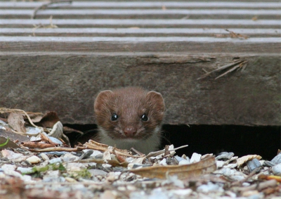 <i class='fa fa-user'></i>&nbsp;HJDT&nbsp;| Wezel&nbsp; <i class='fa fa-eye'>&nbsp;450</i> &nbsp; <i class='fa fa-comment-o'>&nbsp;4</i>