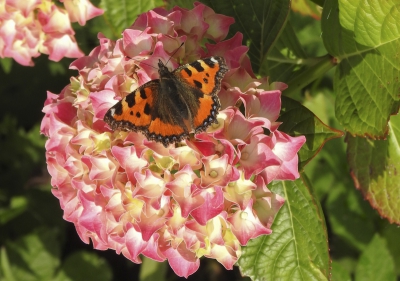 <i class='fa fa-user'></i>&nbsp;momo&nbsp;|  Kleine Vos&nbsp; <i class='fa fa-eye'>&nbsp;58</i> &nbsp; <i class='fa fa-comment-o'>&nbsp;1</i>