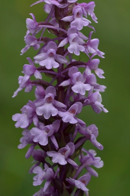 <i class='fa fa-user'></i>&nbsp;danny.declercq&nbsp;|  Grote Muggenorchis&nbsp; <i class='fa fa-eye'>&nbsp;80</i> &nbsp;<i class='fa fa-thumbs-up'>&nbsp;1</i> &nbsp; <i class='fa fa-comment-o'>&nbsp;1</i>