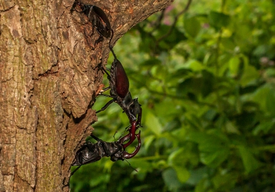 Mijn 1e ontmoeting met dit geweldige beestje !
Beetje bewolkte omstandigheden maar goed te doen.
Ook prachtig om de gevechten tussen de mannetjes te zien.