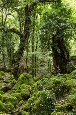<i class='fa fa-user'></i>&nbsp;sluitertijd&nbsp;|  Bosco del Sasseto&nbsp; <i class='fa fa-eye'>&nbsp;110</i> &nbsp; <i class='fa fa-comment-o'>&nbsp;1</i>
