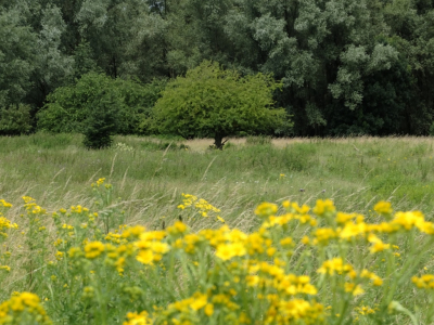 Na 4 weken weer mijn rondwandeling door het natuur gebied de Groesplaat gemaakt. hetv water staat nu 1 meter lager dan 4 weken geleden . wel een baggerboel, maar wat wil je na al de regen van de afgelopen tijd