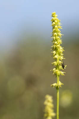<i class='fa fa-user'></i>&nbsp;Ger M&nbsp;|  Honingorchis&nbsp; <i class='fa fa-eye'>&nbsp;106</i> &nbsp; <i class='fa fa-comment-o'>&nbsp;3</i>