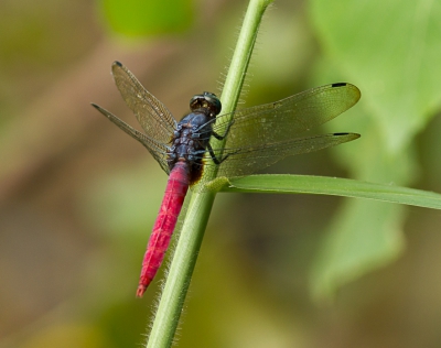 <i class='fa fa-user'></i>&nbsp;hansgans&nbsp;|  Orthetrum pruinosum&nbsp; <i class='fa fa-eye'>&nbsp;109</i> &nbsp; <i class='fa fa-comment-o'>&nbsp;1</i>
