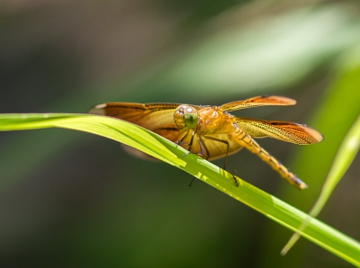 <i class='fa fa-user'></i>&nbsp;hansgans&nbsp;|  Neurothemis ramburii&nbsp; <i class='fa fa-eye'>&nbsp;97</i> &nbsp; <i class='fa fa-comment-o'>&nbsp;1</i>