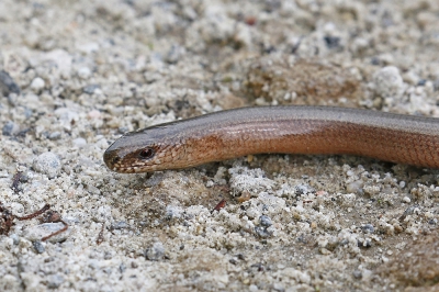 <i class='fa fa-user'></i>&nbsp;Henk Baptist&nbsp;|  Hazelworm&nbsp; <i class='fa fa-eye'>&nbsp;93</i> &nbsp; <i class='fa fa-comment-o'>&nbsp;1</i>