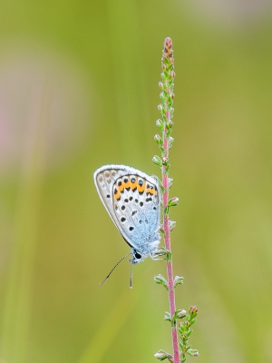 Mijn eerste (serieuze) poging op het gebied van het fotograferen van vlinders. Het kan vast wel beter, maar voor een eerste poging ben ik er wel tevreden over.