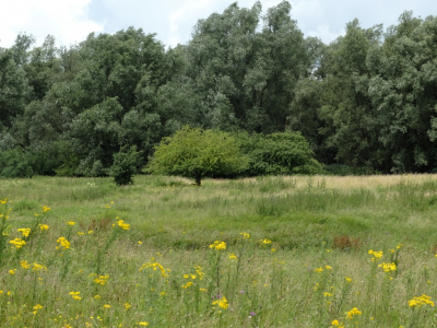 <i class='fa fa-user'></i>&nbsp;Gert-Jan&nbsp;|  Dynamische natuur&nbsp; <i class='fa fa-eye'>&nbsp;107</i> &nbsp; <i class='fa fa-comment-o'>&nbsp;2</i>