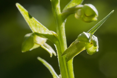 <i class='fa fa-user'></i>&nbsp;Ger M&nbsp;|  Groene Nachtorchis&nbsp; <i class='fa fa-eye'>&nbsp;76</i> &nbsp; <i class='fa fa-comment-o'>&nbsp;2</i>