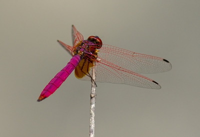 <i class='fa fa-user'></i>&nbsp;hansgans&nbsp;|  Trithemis aurora&nbsp; <i class='fa fa-eye'>&nbsp;145</i> &nbsp;<i class='fa fa-thumbs-up'>&nbsp;2</i> &nbsp; <i class='fa fa-comment-o'>&nbsp;5</i>