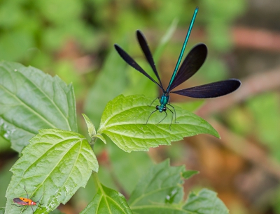 <i class='fa fa-user'></i>&nbsp;hansgans&nbsp;|  Matrona cyanoptera&nbsp; <i class='fa fa-eye'>&nbsp;90</i> &nbsp; <i class='fa fa-comment-o'>&nbsp;4</i>