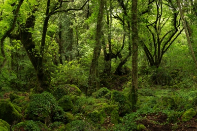 <i class='fa fa-user'></i>&nbsp;sluitertijd&nbsp;|  Bosco del Sasseto&nbsp; <i class='fa fa-eye'>&nbsp;135</i> &nbsp;<i class='fa fa-thumbs-up'>&nbsp;1</i> &nbsp; <i class='fa fa-comment-o'>&nbsp;5</i>