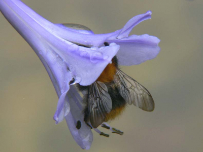 Op een regenachtige dag heeft het lang geduurd voor de insecten weer in staat zijn de bloemen te bezoeken. Deze honingbij stort zich gulzig in de diepe kelk van een kaapse lelie  ( zie voor het dagboek-avontuur www.natuurlogboek.web-log.nl )