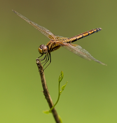 <i class='fa fa-user'></i>&nbsp;hansgans&nbsp;|  Orthetrum glaucum&nbsp; <i class='fa fa-eye'>&nbsp;102</i> &nbsp;<i class='fa fa-thumbs-up'>&nbsp;2</i> &nbsp; <i class='fa fa-comment-o'>&nbsp;1</i>