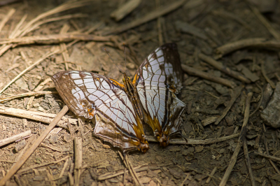 Ik ben al een tijd bezig met het determineren van deze (nacht)vlinder. Foto is overdag in Taiwan aan de rand van de bergbossen gemaakt. (Nacht)vlinder zat op de grond.
Ik zou graag willen weten wat voor soort (nacht)vlinder dit is.