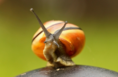 <i class='fa fa-user'></i>&nbsp;bestcreatief&nbsp;|  Zwartgerande Tuinslak&nbsp; <i class='fa fa-eye'>&nbsp;72</i> &nbsp; <i class='fa fa-comment-o'>&nbsp;0</i>