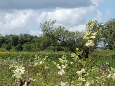 Op mijn maandelijkse rondwandeling door de Groesplaat  kom ik veel leuke en soms opmerkelijke dingen tegen. zoals hoe de natuur zich gedraagt onder de wisselende begrazing van koniks  en landbouw huisdieren ( koeien )