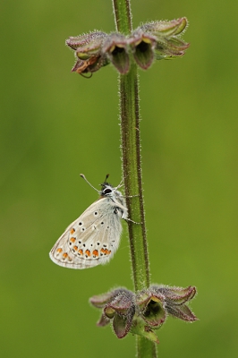 <i class='fa fa-user'></i>&nbsp;martinharskamp&nbsp;|  Vals Bruin Blauwtje&nbsp; <i class='fa fa-eye'>&nbsp;88</i> &nbsp; <i class='fa fa-comment-o'>&nbsp;1</i>