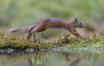 De Eekhoorn kwam af en toe even langs om te drinken.

hoi henk
http://www.hlfotografie.nl/