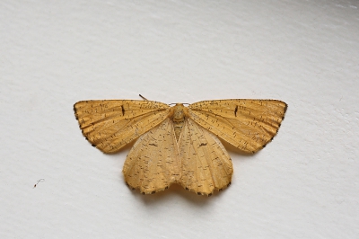 <i class='fa fa-user'></i>&nbsp;Pieter  LJ&nbsp;|  Oranje Iepentakvlinder&nbsp; <i class='fa fa-eye'>&nbsp;80</i> &nbsp; <i class='fa fa-comment-o'>&nbsp;3</i>