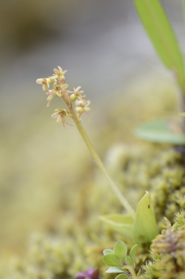 <i class='fa fa-user'></i>&nbsp;peter wijn&nbsp;|  Kleine Keverorchis&nbsp; <i class='fa fa-eye'>&nbsp;106</i> &nbsp; <i class='fa fa-comment-o'>&nbsp;4</i>