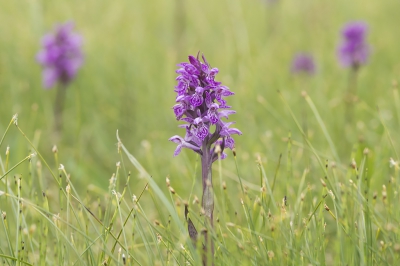 <i class='fa fa-user'></i>&nbsp;Ger M&nbsp;|  Dactylorhiza lapponica&nbsp; <i class='fa fa-eye'>&nbsp;93</i> &nbsp; <i class='fa fa-comment-o'>&nbsp;3</i>