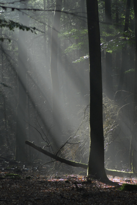 <i class='fa fa-user'></i> Bram van den Heuvel | Zonlicht in het bos  <i class='fa fa-eye'> 180</i>   <i class='fa fa-comment-o'> 3</i>