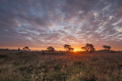 <i class='fa fa-user'></i>&nbsp;Mark van Veldhuizen&nbsp;|  Zonsopgang boven de Veluwe&nbsp; <i class='fa fa-eye'>&nbsp;198</i> &nbsp;<i class='fa fa-thumbs-up'>&nbsp;7</i> &nbsp; <i class='fa fa-comment-o'>&nbsp;9</i>