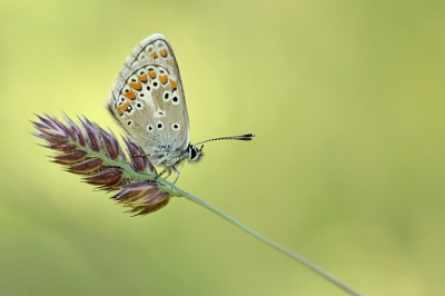 <i class='fa fa-user'></i>&nbsp;martinharskamp&nbsp;|  Vals Bruin Blauwtje&nbsp; <i class='fa fa-eye'>&nbsp;173</i> &nbsp;<i class='fa fa-thumbs-up'>&nbsp;8</i> &nbsp; <i class='fa fa-comment-o'>&nbsp;3</i>